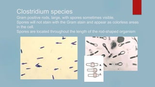Clostridium species
Gram positive rods, large, with spores sometimes visible.
Spores will not stain with the Gram stain and appear as colorless areas
in the cell.
Spores are located throughout the length of the rod-shaped organism
 