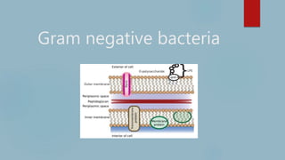 Gram negative bacteria
 