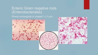 Enteric Gram negative rods
(Enterobacterales)
Plump rectangular in shape(1 x 3 µm)
 