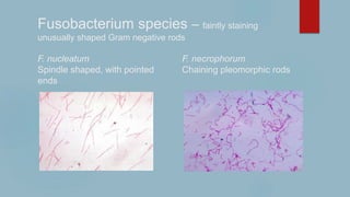 Fusobacterium species – faintly staining
unusually shaped Gram negative rods
F. nucleatum F. necrophorum
Spindle shaped, with pointed Chaining pleomorphic rods
ends
 