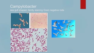 Campylobacter
sea gull shaped, faintly staining Gram negative rods
 