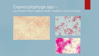 Capnocytophyga spp –
pleomorphic Gram negative bacilli, variable in size and shape
 