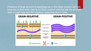 Presence of large amount of peptidoglycan in the Gram positive cell wall,
traps the crystal violet making for Gram positive staining with the primary
stain crystal violet and the organism appearing blue in color.
 