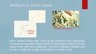 Artifacts in Gram stains
Safranin
crystals
Crystal Violet crystals
When reading a Gram stain, check for the uniformity of the cell borders
of suspected organisms, there should be repeating/consistent size and
shape of the cells that is supportive of a micro-organism. Artifacts such
as stain crystals are usually not consistent in shape or size.
 