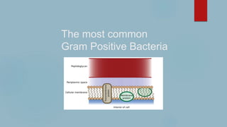 The most common
Gram Positive Bacteria
 