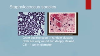 Staphylococcus species
Gram positive cocci in random clusters
Cells are very round and deeply stained,
0.5 – 1 µm in diameter
 