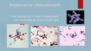 Streptococcus / Beta hemolytic
 Gram positive cocci in chains of variable length
 Cocci are 0.5 wide by 2.0 µm in length (oval)
 