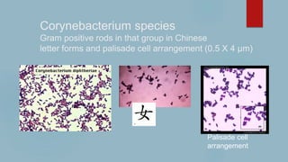 Corynebacterium species
Gram positive rods in that group in Chinese
letter forms and palisade cell arrangement (0.5 X 4 µm...