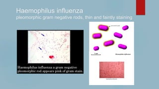 Haemophilus influenza
pleomorphic gram negative rods, thin and faintly staining
 