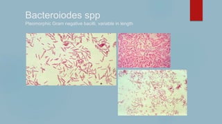 Bacteroiodes spp
Pleomorphic Gram negative bacilli, variable in length
 