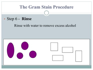 Gram stain | PPTX
