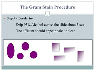 Gram stain | PPTX