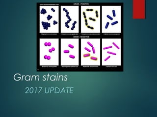 Gram stains
2017 UPDATE
 