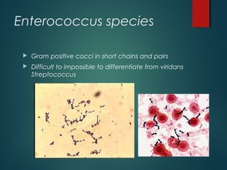 Enterococcus species
 Gram positive cocci in short chains and pairs
 Difficult to impossible to differentiate from viridans
Streptococcus
 