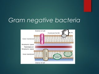 Gram negative bacteria
 