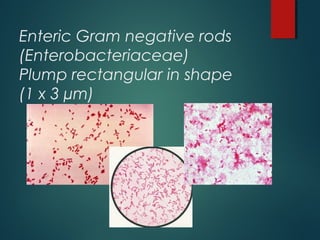 Enteric Gram negative rods
(Enterobacteriaceae)
Plump rectangular in shape
(1 x 3 µm)
 