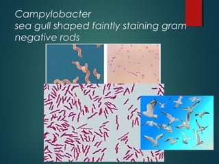 Campylobacter
sea gull shaped faintly staining gram
negative rods
 
