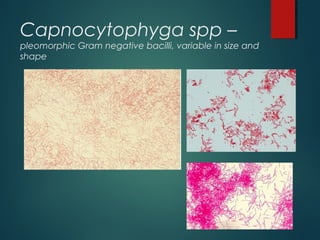 Capnocytophyga spp –
pleomorphic Gram negative bacilli, variable in size and
shape
 