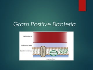 Gram Positive Bacteria
 