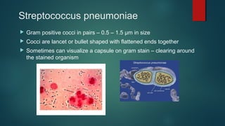 Streptococcus pneumoniae
 Gram positive cocci in pairs – 0.5 – 1.5 µm in size
 Cocci are lancet or bullet shaped with flattened ends together
 Sometimes can visualize a capsule on gram stain – clearing around
the stained organism
 