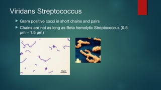 Viridans Streptococcus
 Gram positive cocci in short chains and pairs
 Chains are not as long as Beta hemolytic Streptococcus (0.5
µm – 1.5 µm)
 