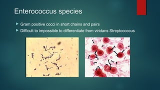 Enterococcus species
 Gram positive cocci in short chains and pairs
 Difficult to impossible to differentiate from viridans Streptococcus
 