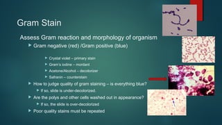 Gram Stain
Assess Gram reaction and morphology of organism
 Gram negative (red) /Gram positive (blue)
 Crystal violet – primary stain
 Gram’s iodine – mordant
 Acetone/Alcohol – decolorizer
 Safranin – counterstain
 How to judge quality of gram staining – is everything blue?
 If so, slide is under-decolorized.
 Are the polys and other cells washed out in appearance?
 If so, the slide is over-decolorized
 Poor quality stains must be repeated
 