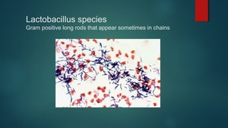 Lactobacillus species
Gram positive long rods that appear sometimes in chains
 