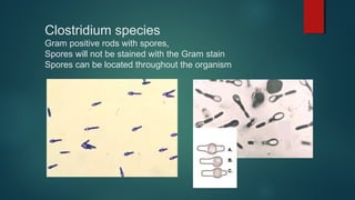 Clostridium species
Gram positive rods with spores,
Spores will not be stained with the Gram stain
Spores can be located throughout the organism
 