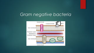 Gram negative bacteria
 