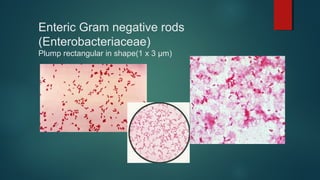 Enteric Gram negative rods
(Enterobacteriaceae)
Plump rectangular in shape(1 x 3 µm)
 