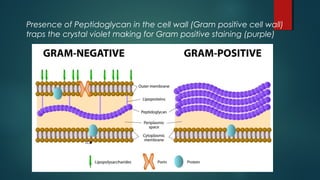 Presence of Peptidoglycan in the cell wall (Gram positive cell wall)
traps the crystal violet making for Gram positive staining (purple)
 