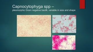 Capnocytophyga spp –
pleomorphic Gram negative bacilli, variable in size and shape
 