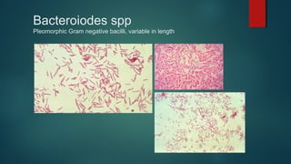 Bacteroiodes spp
Pleomorphic Gram negative bacilli, variable in length
 