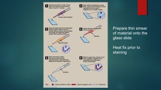 Prepare thin smear
of material onto the
glass slide
Heat fix prior to
staining
 