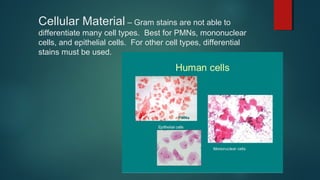 Cellular Material – Gram stains are not able to
differentiate many cell types. Best for PMNs, mononuclear
cells, and epithelial cells. For other cell types, differential
stains must be used.
 
