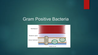 Gram Positive Bacteria
 