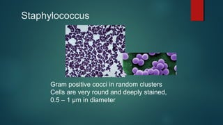 Staphylococcus
Gram positive cocci in random clusters
Cells are very round and deeply stained,
0.5 – 1 µm in diameter
 