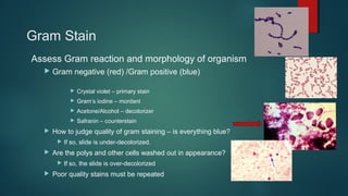 Gram Stain
Assess Gram reaction and morphology of organism
 Gram negative (red) /Gram positive (blue)
 Crystal violet – ...