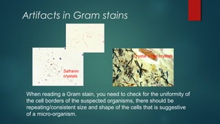 Artifacts in Gram stains
Safranin
crystals
Crystal Violet crystals
When reading a Gram stain, you need to check for the un...