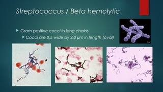 Streptococcus / Beta hemolytic
 Gram positive cocci in long chains
 Cocci are 0.5 wide by 2.0 µm in length (oval)
 