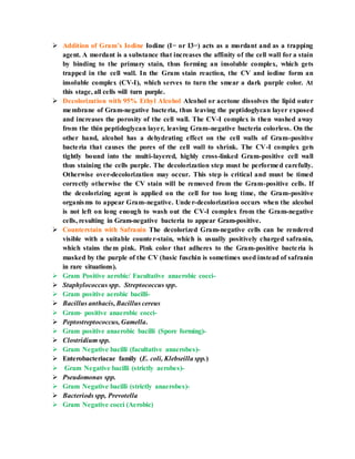  Addition of Gram’s Iodine Iodine (I− or I3−) acts as a mordant and as a trapping
agent. A mordant is a substance that increases the affinity of the cell wall for a stain
by binding to the primary stain, thus forming an insoluble complex, which gets
trapped in the cell wall. In the Gram stain reaction, the CV and iodine form an
insoluble complex (CV-I), which serves to turn the smear a dark purple color. At
this stage, all cells will turn purple.
 Decolorization with 95% Ethyl Alcohol Alcohol or acetone dissolves the lipid outer
membrane of Gram-negative bacteria, thus leaving the peptidoglycan layer exposed
and increases the porosity of the cell wall. The CV-I complex is then washed away
from the thin peptidoglycan layer, leaving Gram-negative bacteria colorless. On the
other hand, alcohol has a dehydrating effect on the cell walls of Gram-positive
bacteria that causes the pores of the cell wall to shrink. The CV-I complex gets
tightly bound into the multi-layered, highly cross-linked Gram-positive cell wall
thus staining the cells purple. The decolorization step must be performed carefully.
Otherwise over-decolorization may occur. This step is critical and must be timed
correctly otherwise the CV stain will be removed from the Gram-positive cells. If
the decolorizing agent is applied on the cell for too long time, the Gram-positive
organisms to appear Gram-negative. Under-decolorization occurs when the alcohol
is not left on long enough to wash out the CV-I complex from the Gram-negative
cells, resulting in Gram-negative bacteria to appear Gram-positive.
 Counterstain with Safranin The decolorized Gram-negative cells can be rendered
visible with a suitable counter-stain, which is usually positively charged safranin,
which stains them pink. Pink color that adheres to the Gram-positive bacteria is
masked by the purple of the CV (basic fuschin is sometimes used instead of safranin
in rare situations).
 Gram Positive aerobic/ Facultative anaerobic cocci-
 Staphylococcus spp. Streptococcus spp.
 Gram positive aerobic bacilli-
 Bacillus anthacis, Bacillus cereus
 Gram- positive anaerobic cocci-
 Peptostreptococcus, Gamella.
 Gram positive anaerobic bacilli (Spore forming)-
 Clostridium spp.
 Gram Negative bacilli (facultative anaerobes)-
 Enterobacteriacae family (E. coli, Klebseilla spp.)
 Gram Negative bacilli (strictly aerobes)-
 Pseudomonas spp.
 Gram Negative bacilli (strictly anaerobes)-
 Bacteriods spp, Prevotella
 Gram Negative cocci (Aerobic)
 