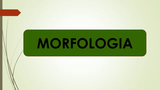 MORFOLOGIA
 