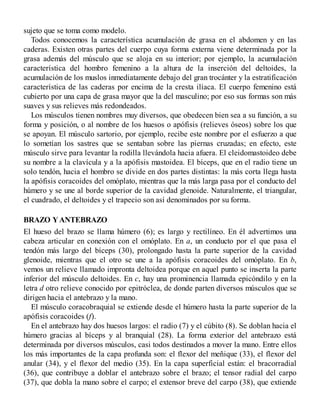sujeto que se toma como modelo.
Todos conocemos la característica acumulación de grasa en el abdomen y en las
caderas. Existen otras partes del cuerpo cuya forma externa viene determinada por la
grasa además del músculo que se aloja en su interior; por ejemplo, la acumulación
característica del hombro femenino a la altura de la inserción del deltoides, la
acumulación de los muslos inmediatamente debajo del gran trocánter y la estratificación
característica de las caderas por encima de la cresta ilíaca. El cuerpo femenino está
cubierto por una capa de grasa mayor que la del masculino; por eso sus formas son más
suaves y sus relieves más redondeados.
Los músculos tienen nombres muy diversos, que obedecen bien sea a su función, a su
forma y posición, o al nombre de los huesos o apófisis (relieves óseos) sobre los que
se apoyan. El músculo sartorio, por ejemplo, recibe este nombre por el esfuerzo a que
lo sometían los sastres que se sentaban sobre las piernas cruzadas; en efecto, este
músculo sirve para levantar la rodilla llevándola hacia afuera. El cleidomastoideo debe
su nombre a la clavícula y a la apófisis mastoidea. El bíceps, que en el radio tiene un
solo tendón, hacia el hombro se divide en dos partes distintas: la más corta llega hasta
la apófisis coracoides del omóplato, mientras que la más larga pasa por el conducto del
húmero y se une al borde superior de la cavidad glenoide. Naturalmente, el triangular,
el cuadrado, el deltoides y el trapecio son así denominados por su forma.
BRAZO YANTEBRAZO
El hueso del brazo se llama húmero (6); es largo y rectilíneo. En él advertimos una
cabeza articular en conexión con el omóplato. En a, un conducto por el que pasa el
tendón más largo del bíceps (30), prolongado hasta la parte superior de la cavidad
glenoide, mientras que el otro se une a la apófisis coracoides del omóplato. En b,
vemos un relieve llamado impronta deltoidea porque en aquel punto se inserta la parte
inferior del músculo deltoides. En c, hay una prominencia llamada epicóndilo y en la
letra d otro relieve conocido por epitróclea, de donde parten diversos músculos que se
dirigen hacia el antebrazo y la mano.
El músculo coracobraquial se extiende desde el húmero hasta la parte superior de la
apófisis coracoides (f).
En el antebrazo hay dos huesos largos: el radio (7) y el cúbito (8). Se doblan hacia el
húmero gracias al bíceps y al branquial (28). La forma exterior del antebrazo está
determinada por diversos músculos, casi todos destinados a mover la mano. Entre ellos
los más importantes de la capa profunda son: el flexor del meñique (33), el flexor del
anular (34), y el flexor del medio (35). En la capa superficial están: el bracorradial
(36), que contribuye a doblar el antebrazo sobre el brazo; el tensor radial del carpo
(37), que dobla la mano sobre el carpo; el extensor breve del carpo (38), que extiende
 