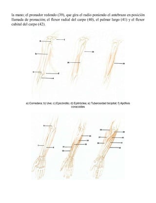 la mano; el pronador redondo (39), que gira el radio poniendo el antebrazo en posición
llamada de pronación; el flexor radial del carpo (40), el palmar largo (41) y el flexor
cubital del carpo (42).
a) Corredera; b) Uve; c) Epicóndilo; d) Epitróclea; e) Tuberosidad bicipital; f) Apófisis
coracoides
 