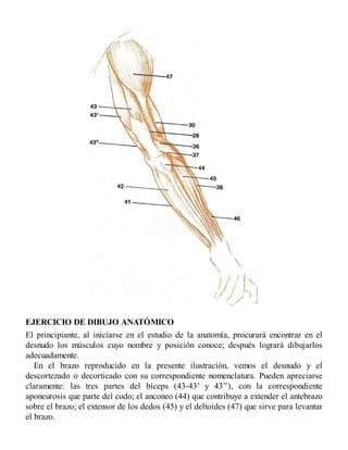 EJERCICIO DE DIBUJO ANATÓMICO
El principiante, al iniciarse en el estudio de la anatomía, procurará encontrar en el
desnudo los músculos cuyo nombre y posición conoce; después logrará dibujarlos
adecuadamente.
En el brazo reproducido en la presente ilustración, vemos el desnudo y el
descortezado o decorticado con su correspondiente nomenclatura. Pueden apreciarse
claramente: las tres partes del bíceps (43-43’ y 43’’), con la correspondiente
aponeurosis que parte del codo; el anconeo (44) que contribuye a extender el antebrazo
sobre el brazo; el extensor de los dedos (45) y el deltoides (47) que sirve para levantar
el brazo.
 