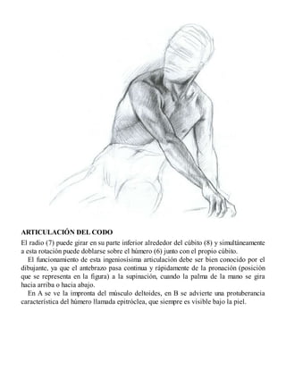 ARTICULACIÓN DEL CODO
El radio (7) puede girar en su parte inferior alrededor del cúbito (8) y simultáneamente
a esta rotación puede doblarse sobre el húmero (6) junto con el propio cúbito.
El funcionamiento de esta ingeniosísima articulación debe ser bien conocido por el
dibujante, ya que el antebrazo pasa continua y rápidamente de la pronación (posición
que se representa en la figura) a la supinación, cuando la palma de la mano se gira
hacia arriba o hacia abajo.
En A se ve la impronta del músculo deltoides, en B se advierte una protuberancia
característica del húmero llamada epitróclea, que siempre es visible bajo la piel.
 