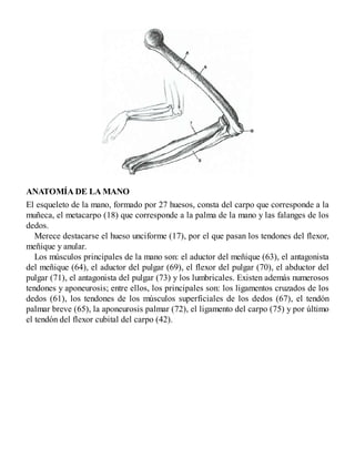 ANATOMÍA DE LA MANO
El esqueleto de la mano, formado por 27 huesos, consta del carpo que corresponde a la
muñeca, el metacarpo (18) que corresponde a la palma de la mano y las falanges de los
dedos.
Merece destacarse el hueso unciforme (17), por el que pasan los tendones del flexor,
meñique y anular.
Los músculos principales de la mano son: el aductor del meñique (63), el antagonista
del meñique (64), el aductor del pulgar (69), el flexor del pulgar (70), el abductor del
pulgar (71), el antagonista del pulgar (73) y los lumbricales. Existen además numerosos
tendones y aponeurosis; entre ellos, los principales son: los ligamentos cruzados de los
dedos (61), los tendones de los músculos superficiales de los dedos (67), el tendón
palmar breve (65), la aponeurosis palmar (72), el ligamento del carpo (75) y por último
el tendón del flexor cubital del carpo (42).
 