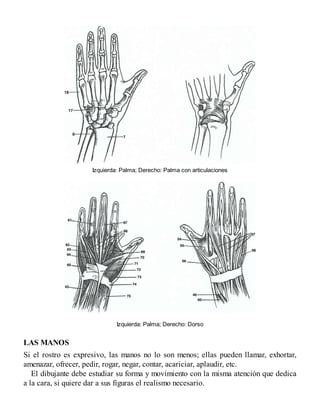 Izquierda: Palma; Derecho: Palma con articulaciones
Izquierda: Palma; Derecho: Dorso
LAS MANOS
Si el rostro es expresivo, las manos no lo son menos; ellas pueden llamar, exhortar,
amenazar, ofrecer, pedir, rogar, negar, contar, acariciar, aplaudir, etc.
El dibujante debe estudiar su forma y movimiento con la misma atención que dedica
a la cara, si quiere dar a sus figuras el realismo necesario.
 