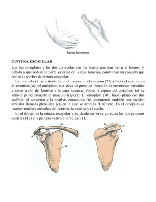 Manos femeninas
CINTURA ESCAPULAR
Los dos omóplatos y las dos clavículas son los huesos que dan forma al hombro y,
debido a que rodean la parte superior de la caja torácica, constituyen un conjunto que
recibe el nombre de cintura escapular.
La clavícula (9) se articula hacia el interior en el esternón (25) y hacia el exterior en
el acromion (a) del omóplato; este sirve de punto de inserción de numerosos músculos
y como unión del hombro a la caja torácica. Sobre la espina del omóplato (a) se
adhiere principalmente el músculo trapecio. El omóplato (10), hueso plano con dos
apófisis: el acromion y la apófisis coracoides (b), comprende también una cavidad
articular llamada glenoidea (c), en la cual se articula el húmero. En el omóplato se
insertan muchos músculos del hombro, la espalda y el cuello.
En el dibujo de la cintura escapular vista desde arriba se aprecian las dos primeras
costillas (12) y la primera vértebra torácica (11).
 